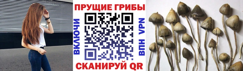 omg ССЫЛКА  Гаврилов Посад  Галлюциногенные грибы GOLDEN TEACHER 